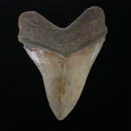 5.38" Serrated Megalodon Shark Tooth Fossil