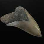 5.33" Serrated Megalodon Shark Tooth Fossil
