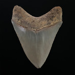 4.91" Serrated Megalodon Shark Tooth Fossil