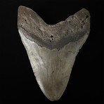 5.64" Megalodon Shark Tooth Fossil