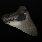 4.97" Megalodon Shark Tooth Fossil