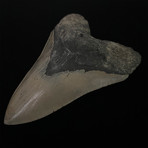 5.33" Serrated Megalodon Shark Tooth Fossil