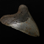 5.45" Megalodon Shark Tooth Fossil