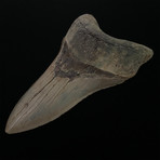 5.24" Serrated Megalodon Shark Tooth Fossil