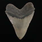 5.86" Serrated Megalodon Shark Tooth Fossil