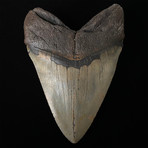 5.64" Brown Megalodon Shark Tooth Fossil