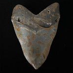 5.53" Megalodon Shark Tooth Fossil
