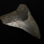 5.52" Megalodon Shark Tooth Fossil