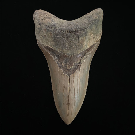 5.24" Serrated Megalodon Shark Tooth Fossil