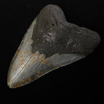 5.28" Megalodon Shark Tooth Fossil