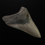 4.85" Serrated Megalodon Shark Tooth Fossil