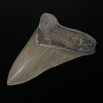 5.65" Serrated Megalodon Shark Tooth Fossil