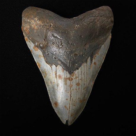 5.40" Megalodon Shark Tooth Fossil
