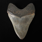 5.58" Megalodon Shark Tooth Fossil
