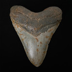 5.13" Megalodon Shark Tooth Fossil