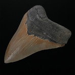 5.55" Serrated Megalodon Shark Tooth Fossil