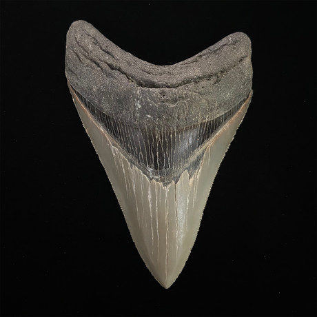 4.85" Serrated Megalodon Shark Tooth Fossil