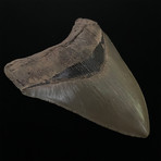4.91" Serrated Megalodon Shark Tooth Fossil