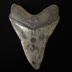 5.52" Megalodon Shark Tooth Fossil