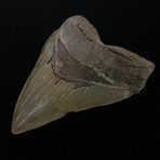 5.75" Serrated Megalodon Shark Tooth Fossil