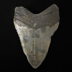5.03" Megalodon Shark Tooth Fossil