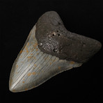 5.63" Megalodon Shark Tooth Fossil