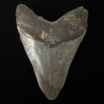 5.40" Megalodon Shark Tooth Fossil