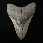 5.60" Megalodon Shark Tooth Fossil