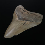 5.72" Serrated Megalodon Shark Tooth Fossil