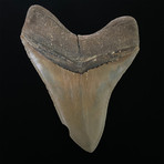 5.72" Serrated Megalodon Shark Tooth Fossil