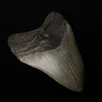 5.58" Megalodon Shark Tooth Fossil