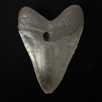 5.28" Megalodon Shark Tooth Fossil