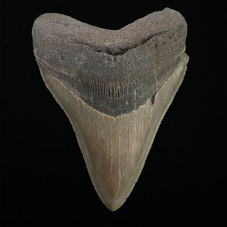 5.31" Serrated Megalodon Shark Tooth Fossil