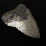 5.03" Megalodon Shark Tooth Fossil