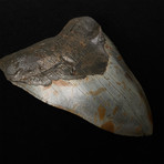 5.53" Megalodon Shark Tooth Fossil