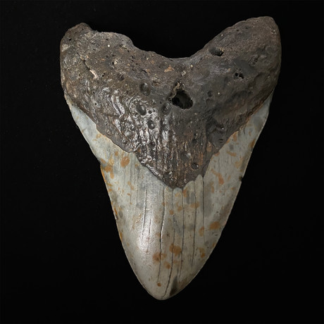 5.64" Megalodon Shark Tooth Fossil
