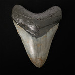 4.97" Megalodon Shark Tooth Fossil