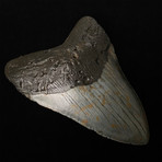 5.63" Megalodon Shark Tooth Fossil