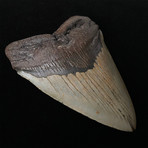5.64" Brown Megalodon Shark Tooth Fossil