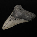 5.60" Megalodon Shark Tooth Fossil