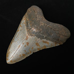 5.13" Megalodon Shark Tooth Fossil
