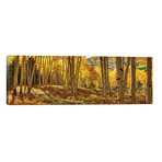 Autumn Aspen Colorado Forest Panorama by OLena Art (60"W x 20"H x 0.75"D)