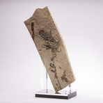 Fossil Fern + Acrylic Stand