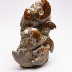 Madagascar Fossil Ammonite Cluster