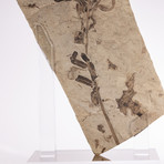 Fossil Fern + Acrylic Stand