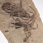 Fossil Fern + Acrylic Stand