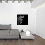 Lion In Black & White I // Lukas Holas (26"W x 26"H x 1.5"D)