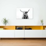 Portrait Of A Highland Cow // Dorit Fuhg (40"W x 26"H x 1.5"D)