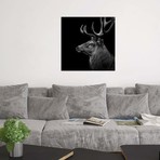 Deer In Black & White // Lukas Holas (26"W x 26"H x 1.5"D)