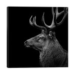 Deer In Black & White // Lukas Holas (26"W x 26"H x 1.5"D)